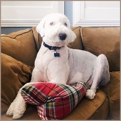 Portrait of dog sitting on sofa at home