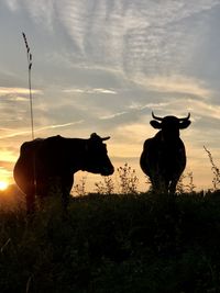 Cows on field against sky during sunset
