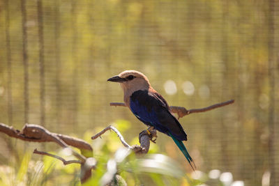 Blue-bellied roller called coracias cyanogaster is found in senegal to zaire and sudan.