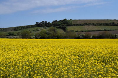 Scenic view of oilseed rape field against sky