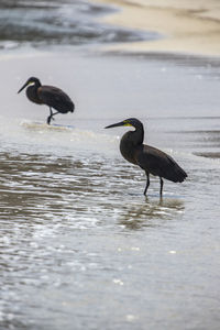 2 Herons seeing