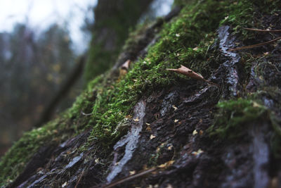 Close-up of lizard on tree trunk