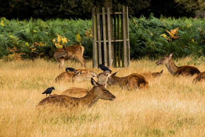 Black birds perching on herd of deer