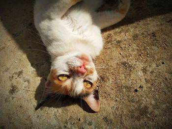 High angle portrait of cat relaxing outdoors