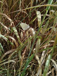 Close-up of bee on grass