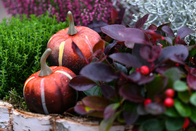 Close-up of apples on tree