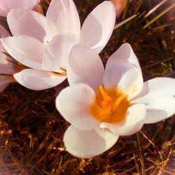 Close-up of white crocus flowers growing outdoors
