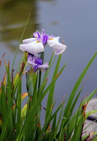 Close-up of white flowering plant on field