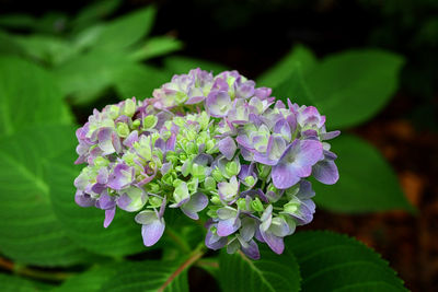 Close-up of purple hydrangea flowers