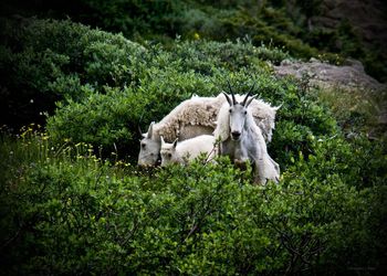 Mountain goats on field