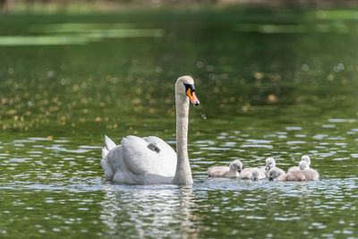 Swans swimming in lake