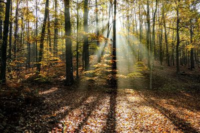 Sunlight streaming through trees in forest