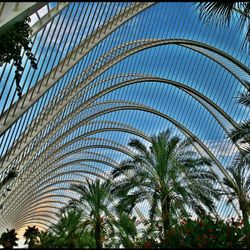 Low angle view of palm trees