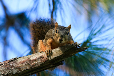 Low angle view of squirrel on tree