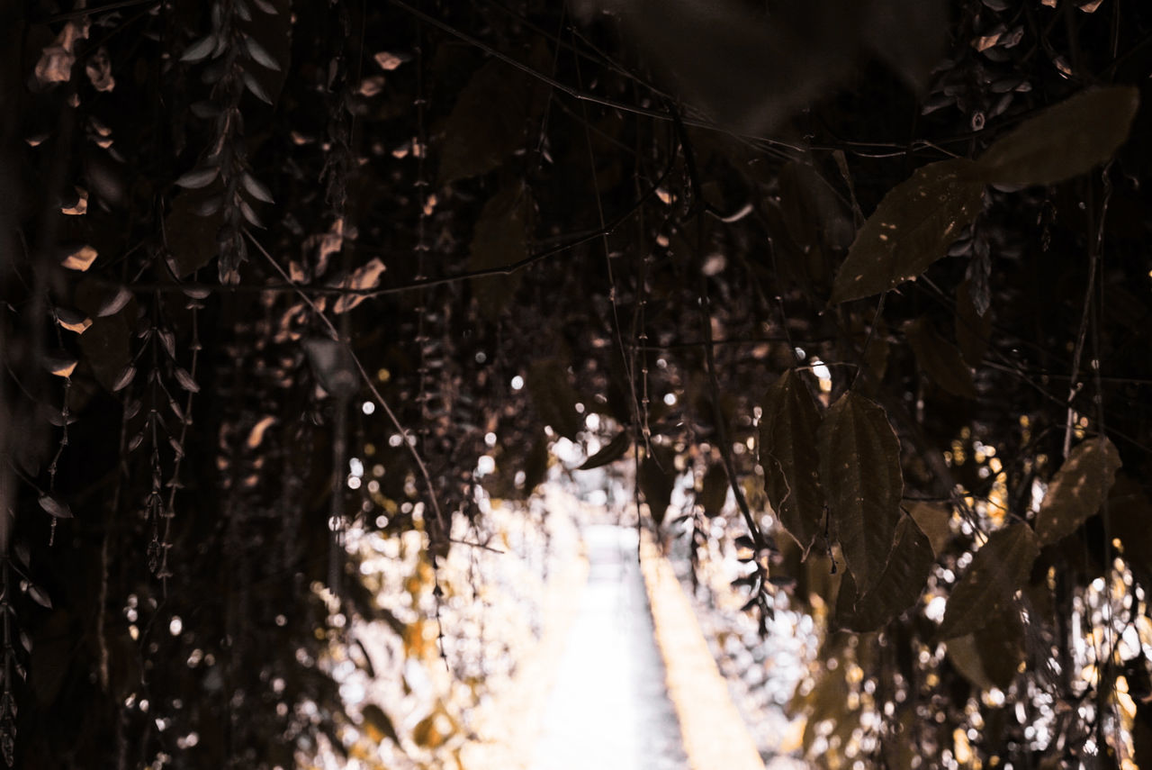 illuminated, night, tree, nature, no people, branch, outdoors, motion, beauty in nature, tunnel, close-up