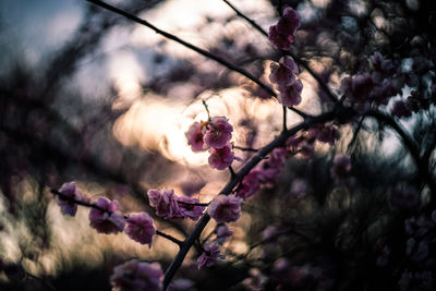 Close-up of pink flowers on branch