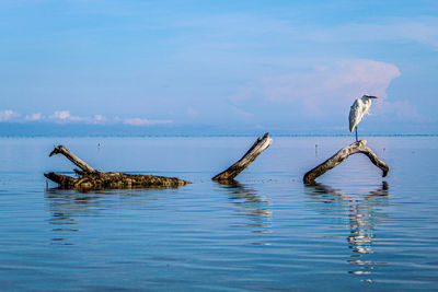 View of birds in lake against sky