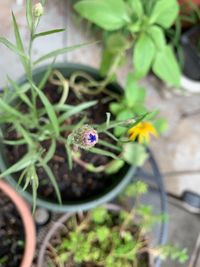 Close-up of bug on flower pot