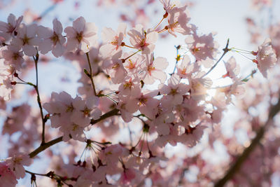 Low angle view of pink flowers on tree