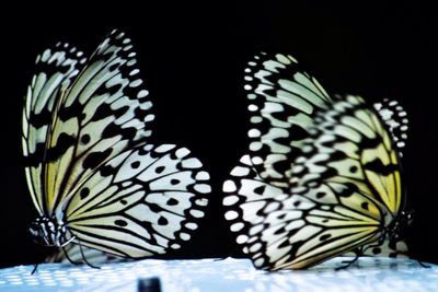Close-up of butterfly