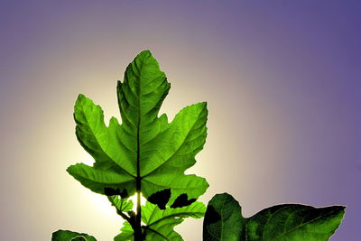 Low angle view of green leaves against clear sky during sunset