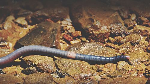 Close-up of earthworm on wet stones