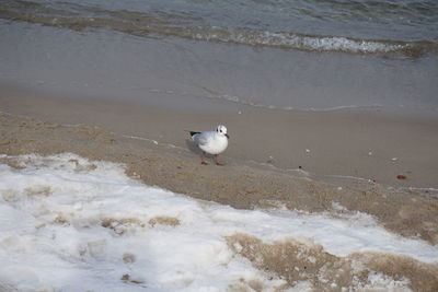 High angle view of seagull on beach