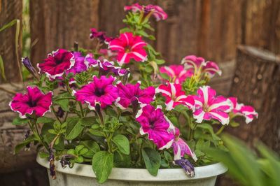 Close-up of pink flowers in pot