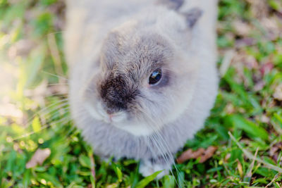 Close-up of rabbit on grassy field
