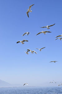 Seagulls flying over sea against clear sky