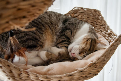 Cat sleeping in basket