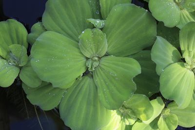Close-up of water drops on leaves