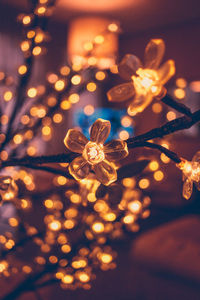 Close-up of illuminated flower at night