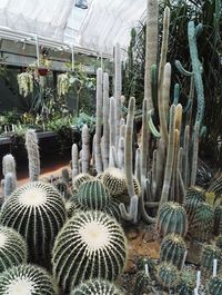 Close-up of cactus in greenhouse