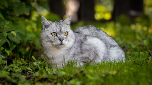 Portrait of a cat on field