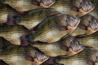 Close-up of fish for sale at market