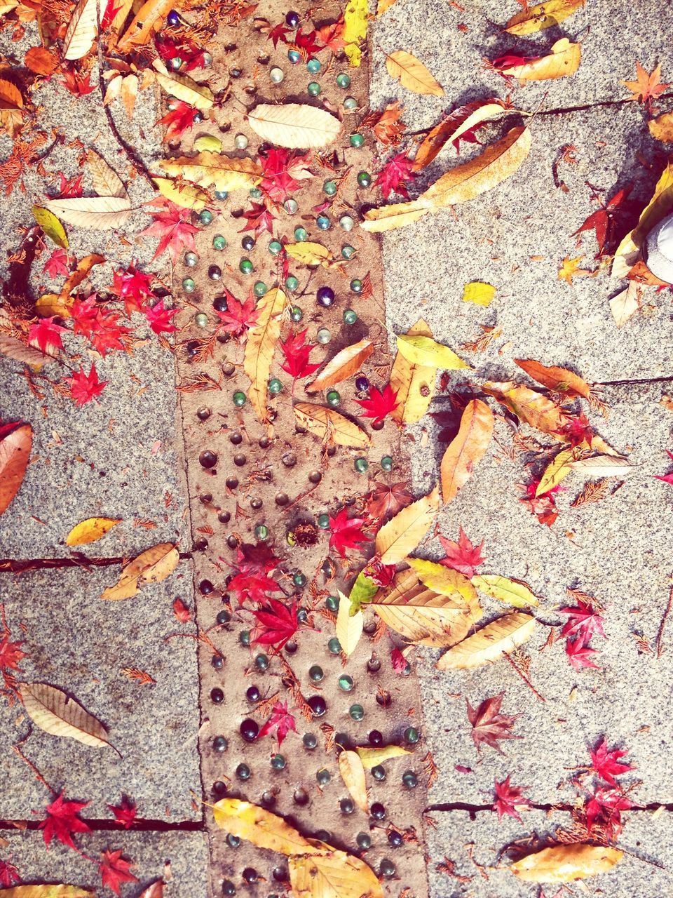 autumn, leaf, high angle view, change, fallen, leaves, multi colored, dry, backgrounds, full frame, directly above, maple leaf, textured, season, close-up, red, flooring, day, outdoors, ground