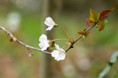 Close-up of cherry blossoms in spring