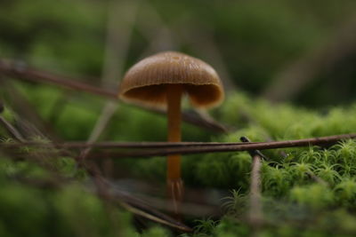 Close-up of mushroom growing on field