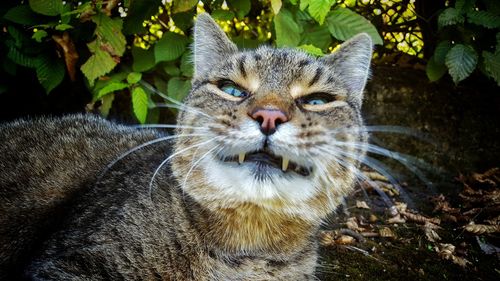 Close-up of cat