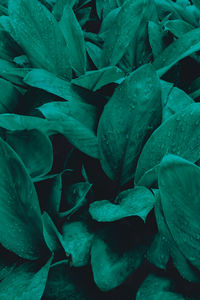 Full frame shot of green leaves