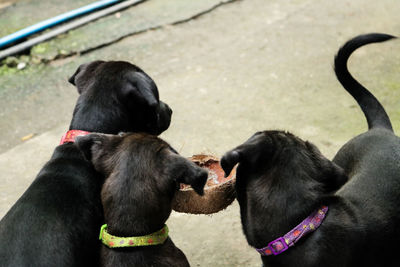 High angle view of black dogs on street