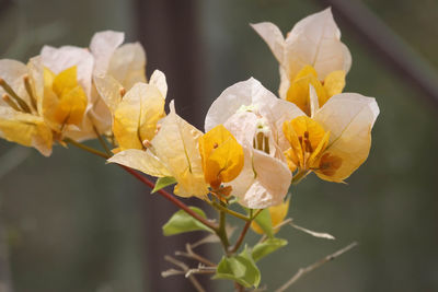 Close-up of yellow flower blooming