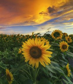 Close-up of yellow flowering plants on field against sky