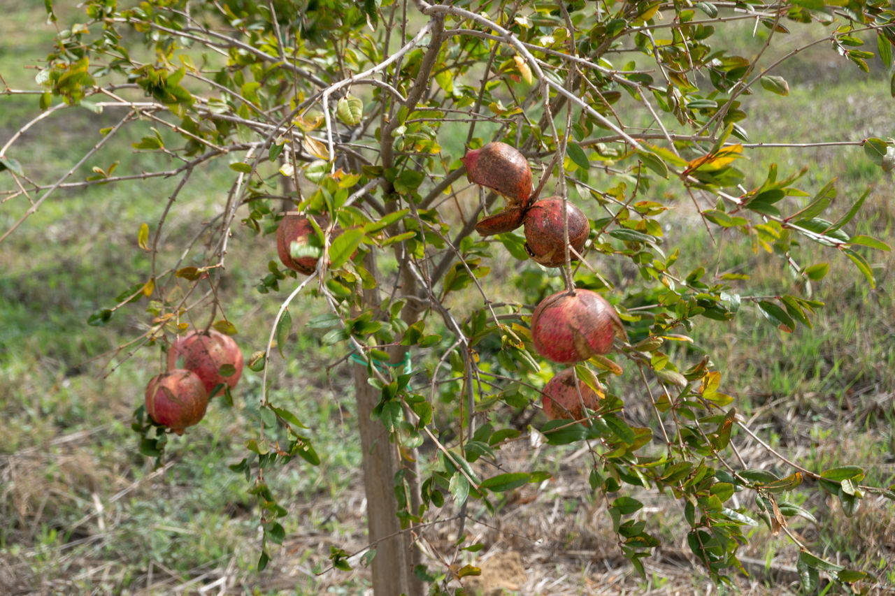 CLOSE-UP OF FRUITS ON TREE