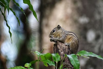 Close-up of squirrel