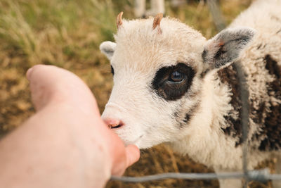 Close-up of cow