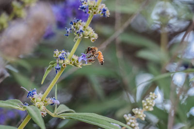 Close-up of butterfly pollinating on purple flowering plant