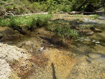 Stream in forest