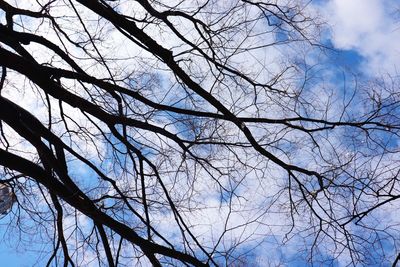 Low angle view of bare trees against blue sky